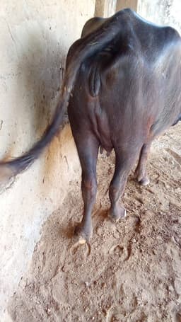 Buffalo - Murrah - पहला ब्यात - 8L लीटर/दिन