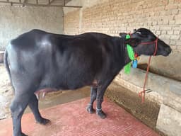 भैंस (Buffalo) - Murra - दूसरा ब्यात - 16L लीटर/दिन