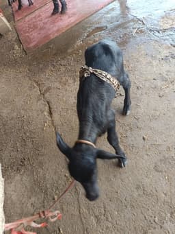 भैंस (Buffalo) - Murra - दूसरा ब्यात - 16L लीटर/दिन