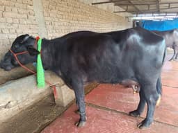 भैंस (Buffalo) - Murra - दूसरा ब्यात - 16L लीटर/दिन