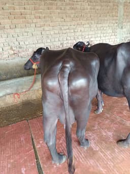 भैंस (Buffalo) - Morra - दूसरा ब्यात - 11L लीटर/दिन