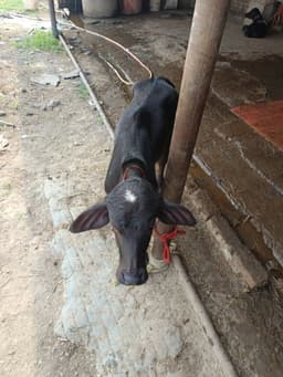 भैंस (Buffalo) - Morra - दूसरा ब्यात - 11L लीटर/दिन