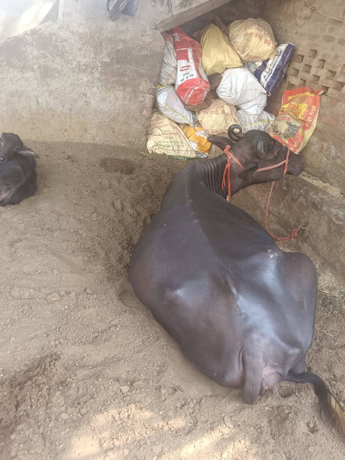 Buffaloes - Murrah - तीसरा ब्यात - 12L लीटर/दिन