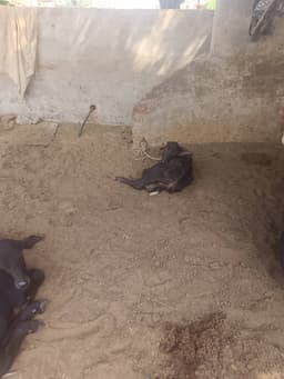 Buffaloes - Murrah - तीसरा ब्यात - 12L लीटर/दिन