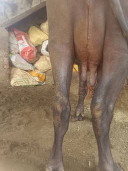 Buffaloes - Murrah - तीसरा ब्यात - 12L लीटर/दिन