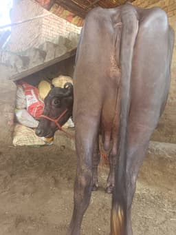 Buffaloes - Murrah - तीसरा ब्यात - 12L लीटर/दिन