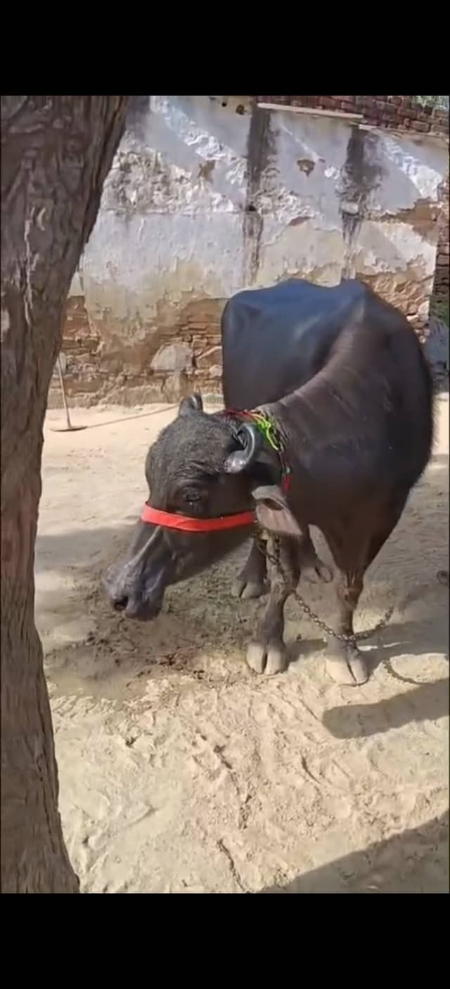 भैंस (Buffalo) - दूसरा ब्यात - 12L लीटर/दिन