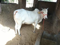 Desi - दूसरा ब्यात - 11-12L लीटर/दिन