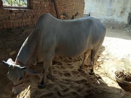 Desi - दूसरा ब्यात - 11-12L लीटर/दिन