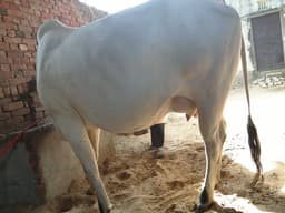 Desi - दूसरा ब्यात - 11-12L लीटर/दिन