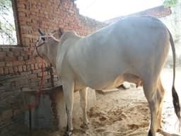 Desi - दूसरा ब्यात - 11-12L लीटर/दिन