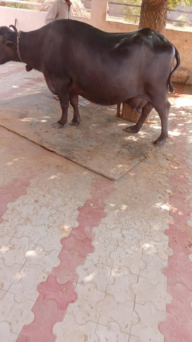 भैंस - तीसरा ब्यात - 0L लीटर/दिन