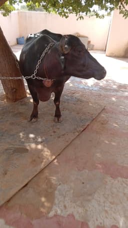 भैंस - तीसरा ब्यात - 0L लीटर/दिन