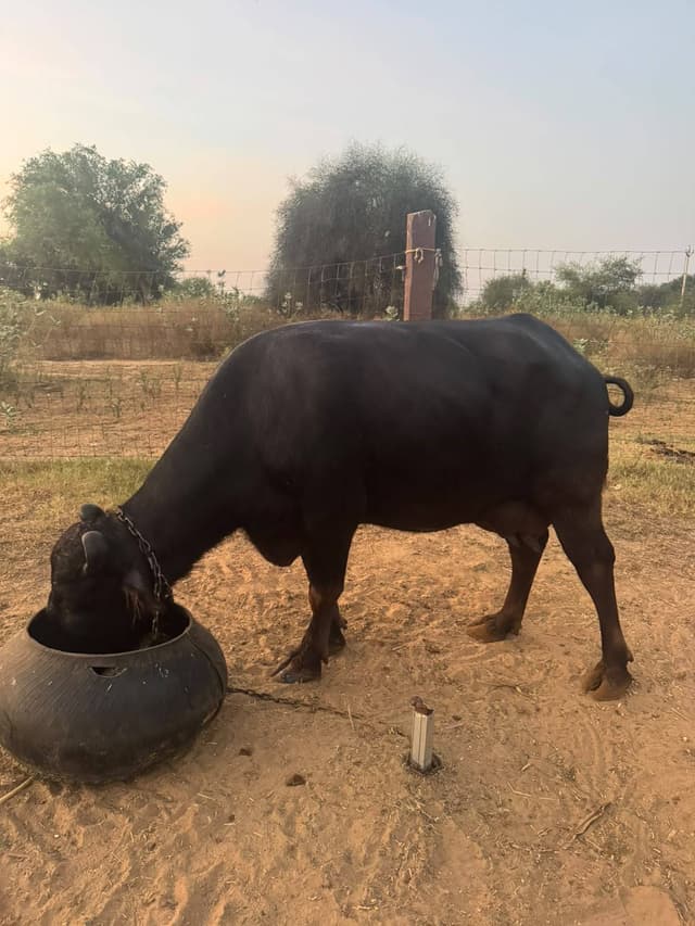 भैंस (Buffalo) - दूसरा ब्यात - 13L लीटर/दिन