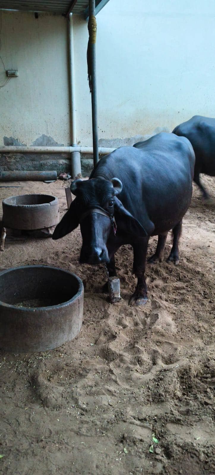 भैंस (Buffalo) - मुरा - दूसरा ब्यात - 15L लीटर/दिन