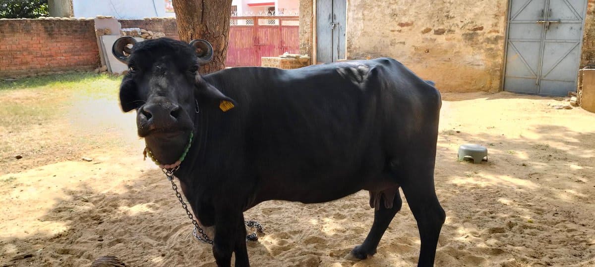 Murra - Murra - दूसरा ब्यात - 7L लीटर/दिन