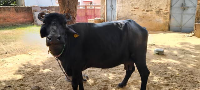 Murra - Murra - दूसरा ब्यात - 7L लीटर/दिन