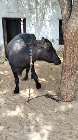 Murra - Murra - दूसरा ब्यात - 7L लीटर/दिन