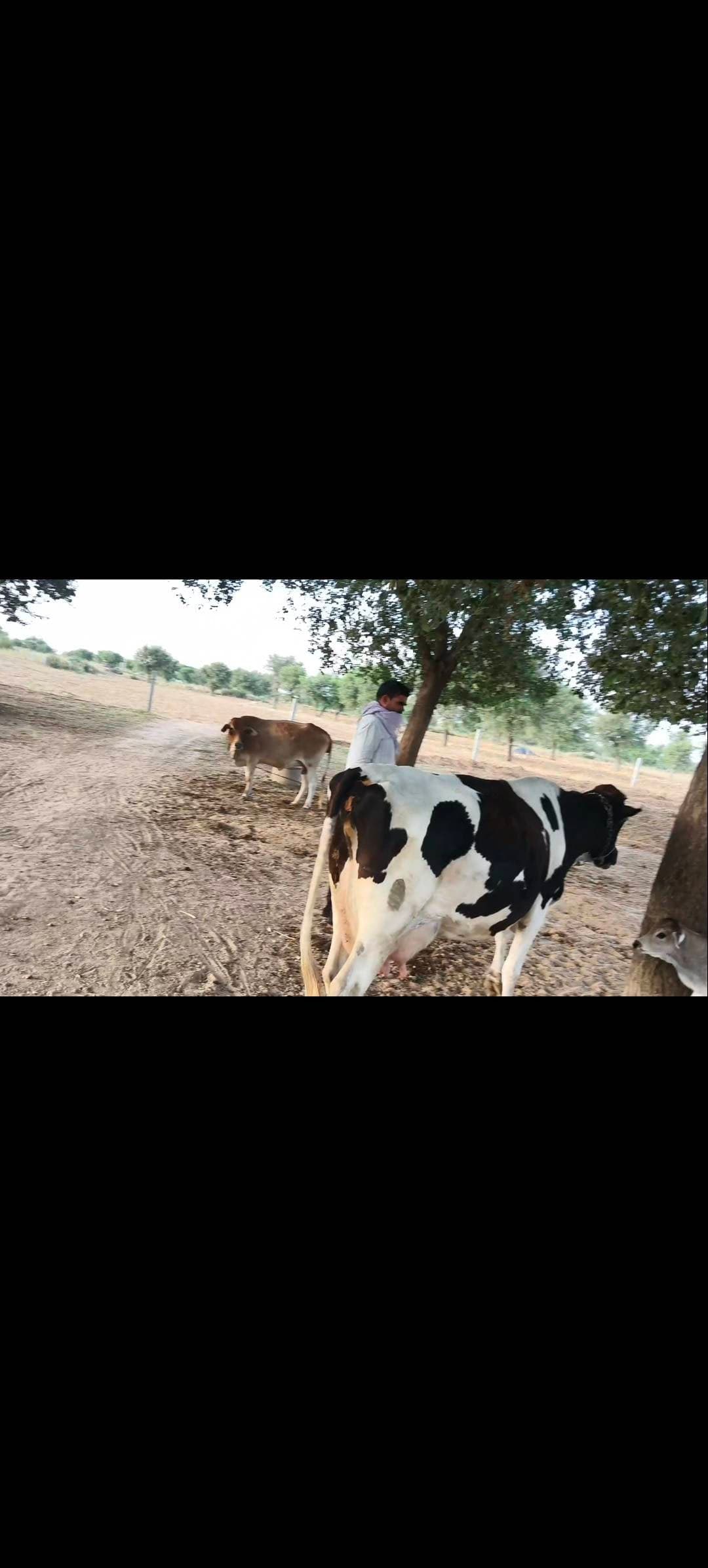 Hf - तीसरा ब्यात - 22L लीटर/दिन