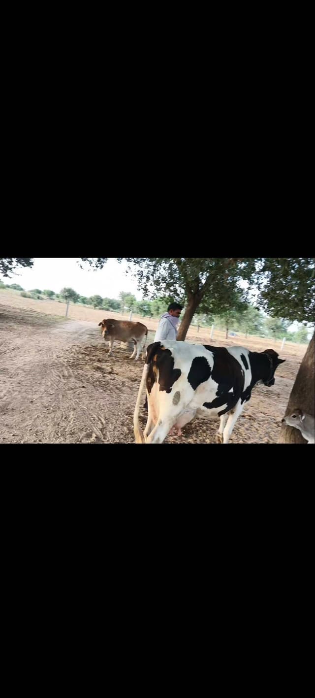 Hf - तीसरा ब्यात - 22L लीटर/दिन