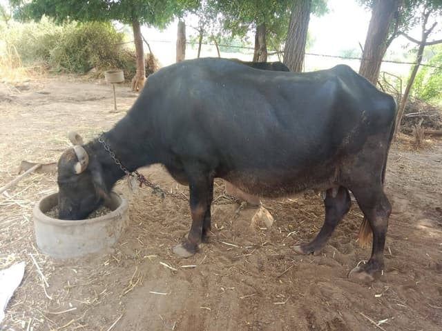 मुर्रा भैस - दूसरा ब्यात - 15L लीटर/दिन