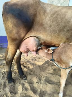 जर्सी क्रॉस गाय - जर्सी क्रॉस - अन्य ब्यात - 16L लीटर/दिन