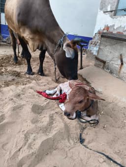 जर्सी क्रॉस गाय - जर्सी क्रॉस - अन्य ब्यात - 16L लीटर/दिन