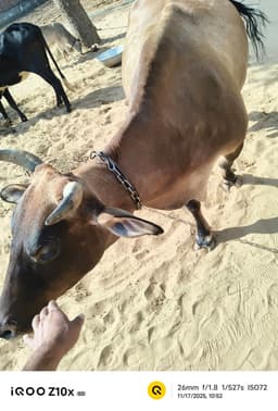 जर्सी क्रॉस गाय - अन्य ब्यात - 16L लीटर/दिन