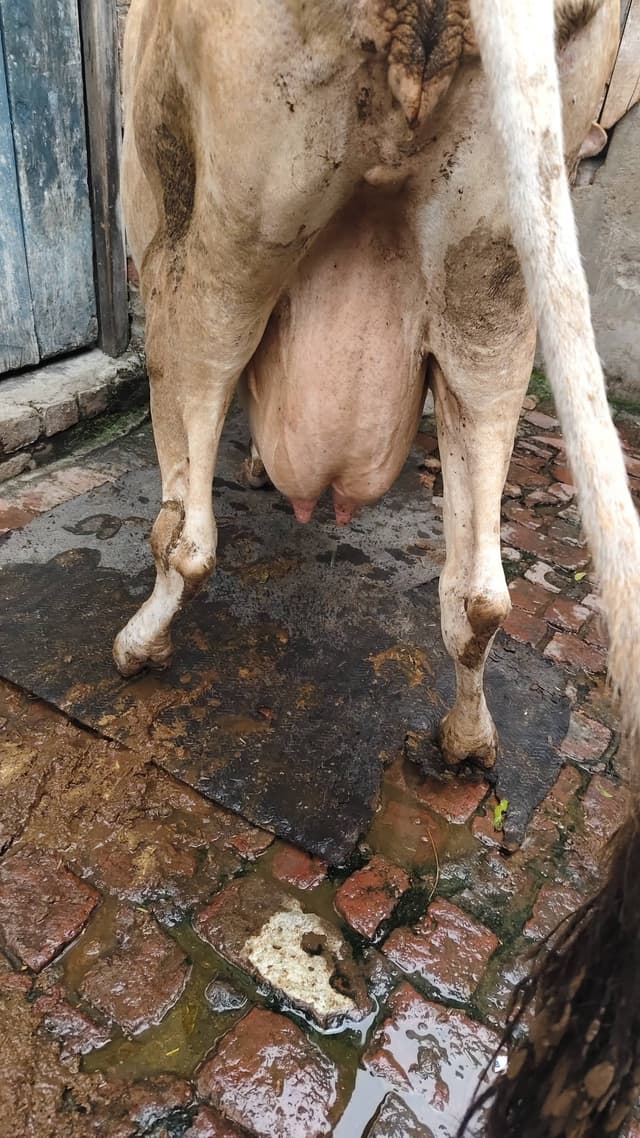 गाय (Cow) - Jarsi - दूसरा ब्यात - 12L लीटर/दिन