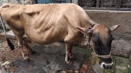 गाय (Cow) - Jarsi - दूसरा ब्यात - 12L लीटर/दिन