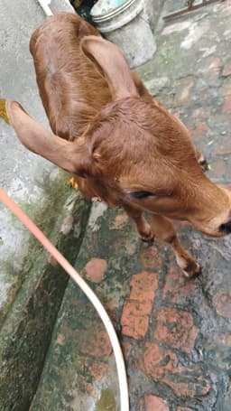 गाय (Cow) - Jarsi - दूसरा ब्यात - 12L लीटर/दिन