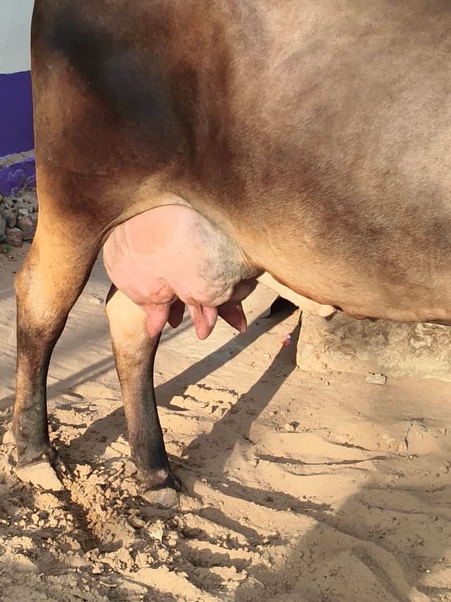 जर्सी क्रॉस गाय - जर्सी क्रॉस गाय - अन्य ब्यात - 16L लीटर/दिन
