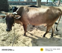 जर्सी क्रॉस गाय - जर्सी क्रॉस गाय - अन्य ब्यात - 16L लीटर/दिन