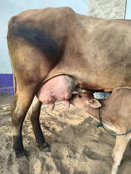 जर्सी क्रॉस गाय - जर्सी क्रॉस गाय - अन्य ब्यात - 16L लीटर/दिन