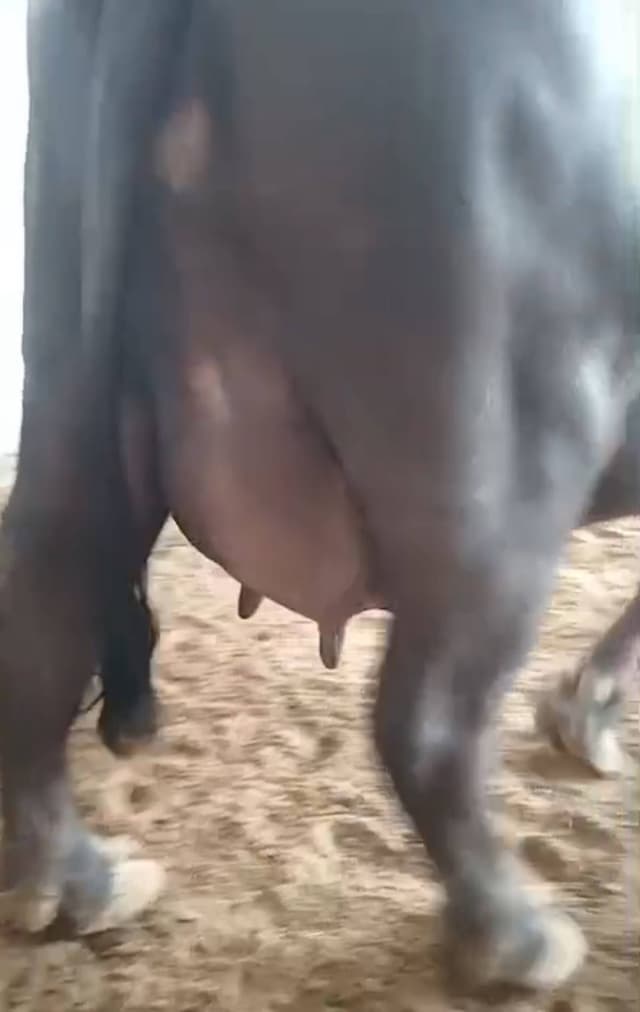 भैंस (Buffalo) - मुरा - दूसरा ब्यात - 13L लीटर/दिन
