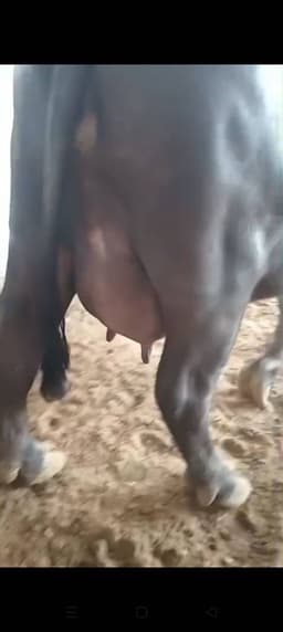 भैंस (Buffalo) - मुरा - दूसरा ब्यात - 13L लीटर/दिन