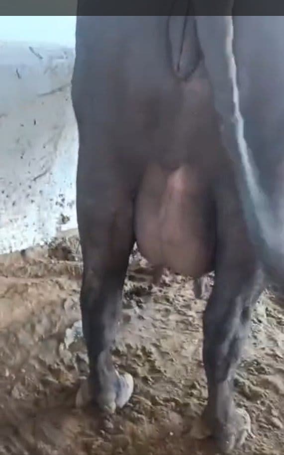 Buffalo - दूसरा ब्यात - 13L लीटर/दिन