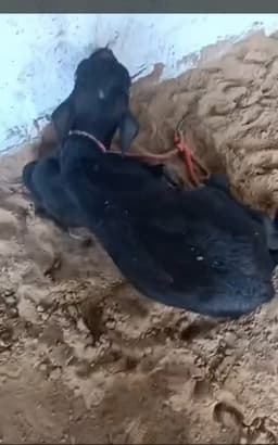 Buffalo - दूसरा ब्यात - 13L लीटर/दिन