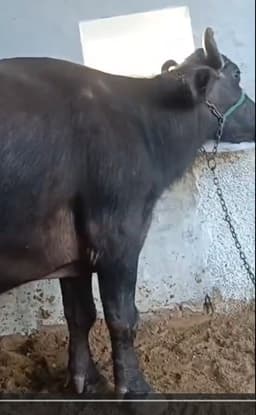 Buffalo - दूसरा ब्यात - 13L लीटर/दिन