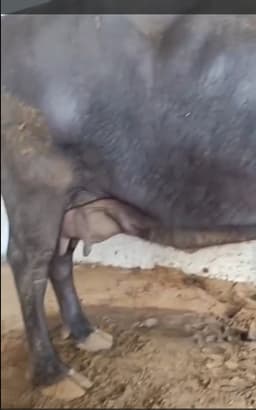 Buffalo - दूसरा ब्यात - 13L लीटर/दिन