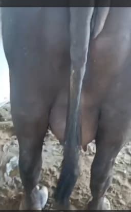 Buffalo - दूसरा ब्यात - 13L लीटर/दिन