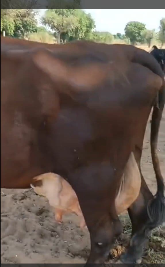 Cow - तीसरा ब्यात - 16L लीटर/दिन