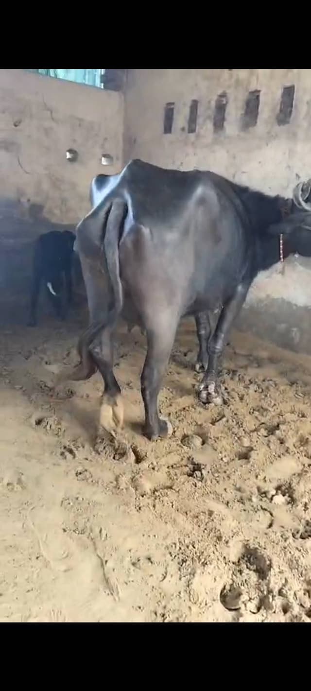 Buffalo - Mura cross - दूसरा ब्यात - 8L लीटर/दिन