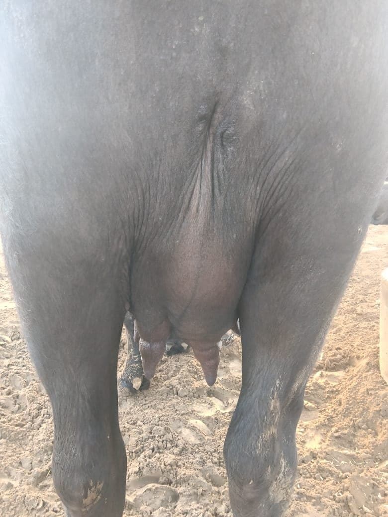 Buffalo - पहला ब्यात - 7L लीटर/दिन