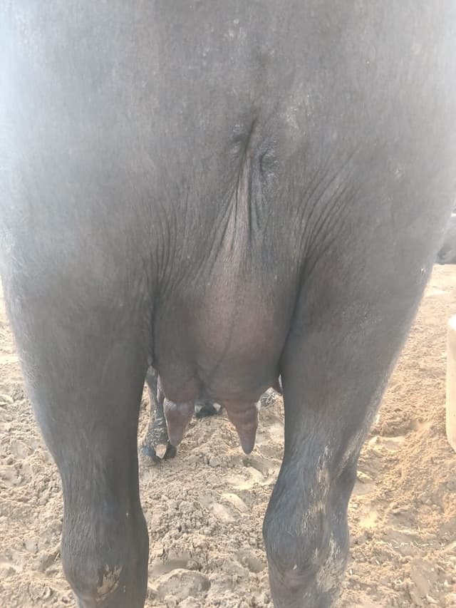 Buffalo - पहला ब्यात - 7L लीटर/दिन