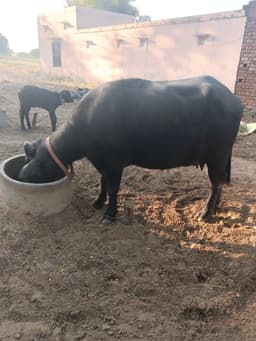 Buffalo - पहला ब्यात - 7L लीटर/दिन