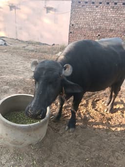 Buffalo - पहला ब्यात - 7L लीटर/दिन