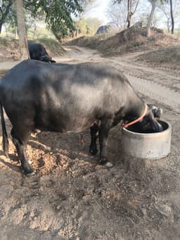 Buffalo - पहला ब्यात - 7L लीटर/दिन