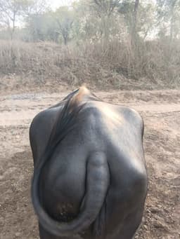 Buffalo - पहला ब्यात - 7L लीटर/दिन