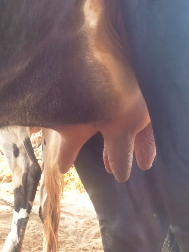 Cow - पहला ब्यात